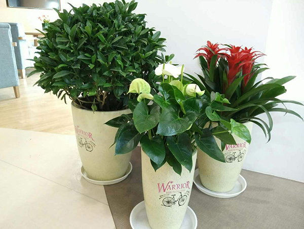 綠植花擺